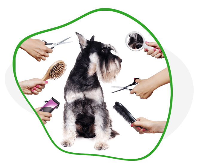AGAWAV dog grooming