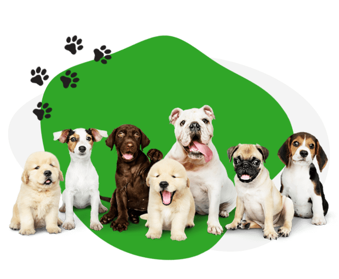 AGAWAV doggy day care
