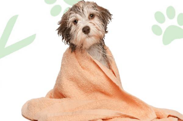 dog-grooming-bathing-linclon