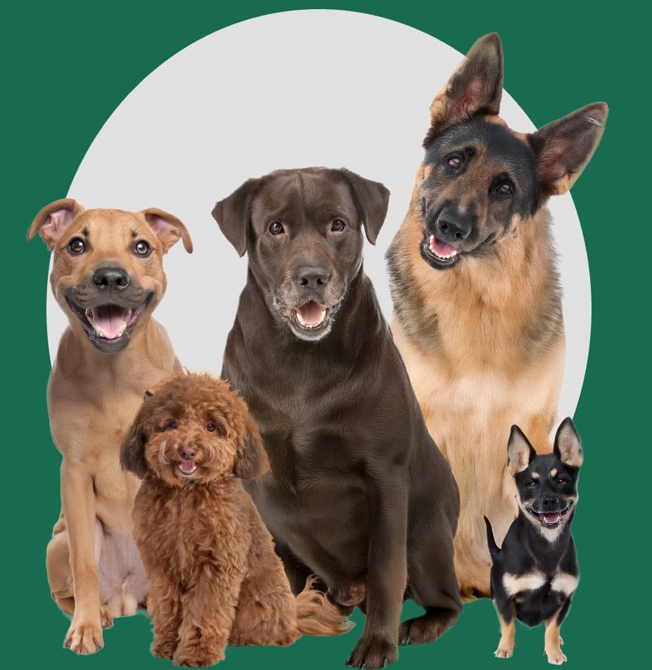 home dog boardimng at AGWAV-2