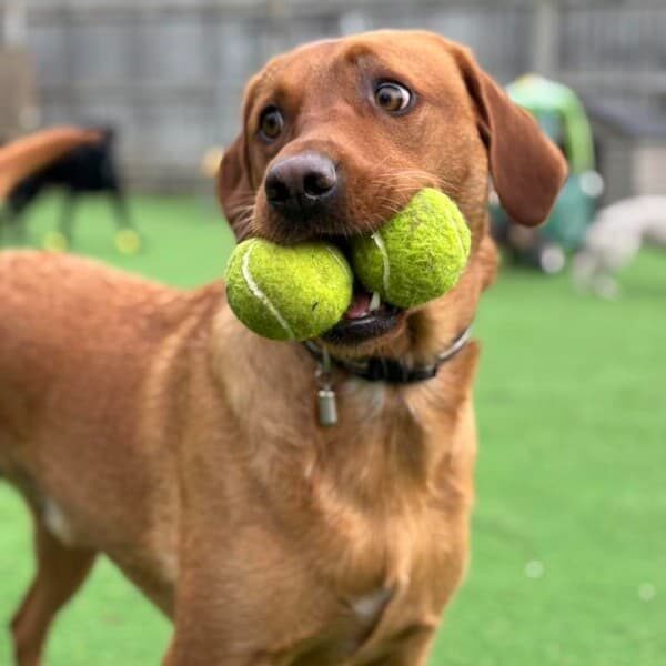 Dog Home Boarding Lincolnshire 12jpg-2